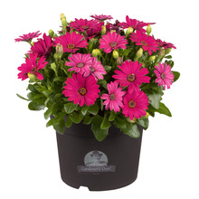 Bornholm Marguerite 21 cm